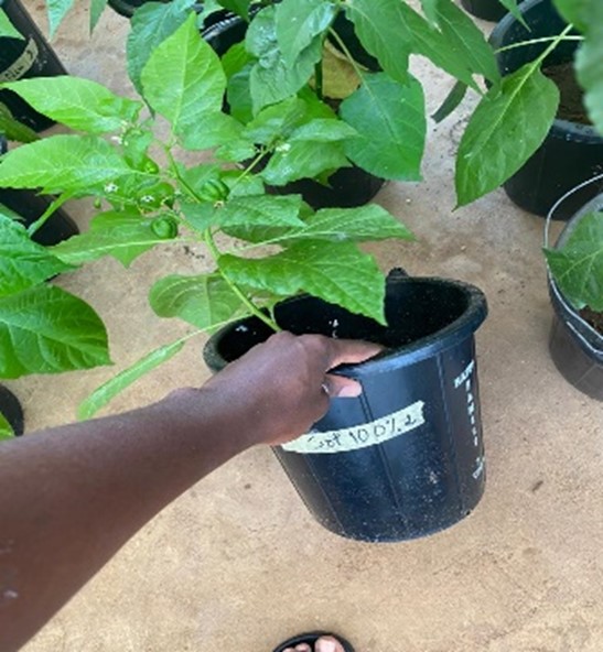 Plant d'expérimentation