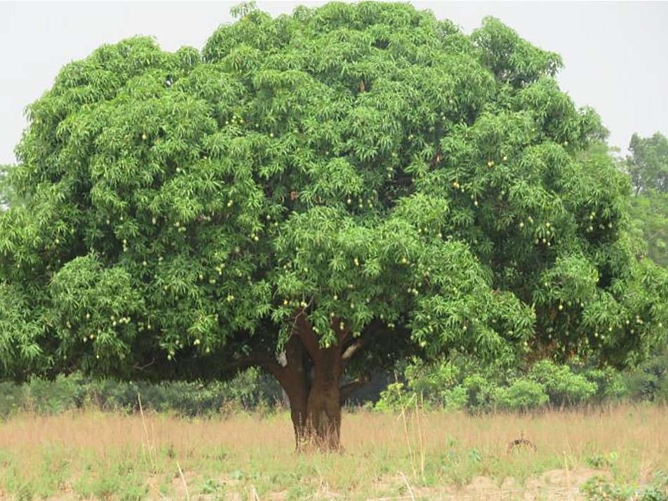Individu de Mangifera indica local en fructification