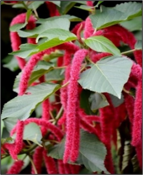 Plante ornementale du sud Bénin - Acalypha hispida 