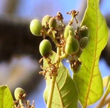 Fruits non mûrs de P. kotschyi