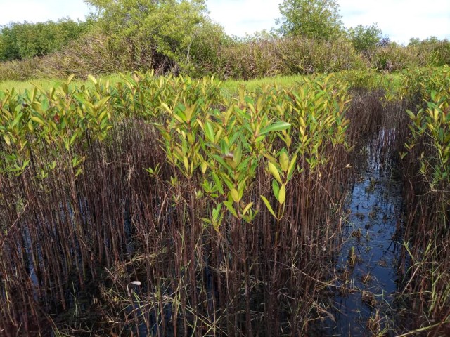 Propagules et plantules de R. racemosa immergées dans l’eau