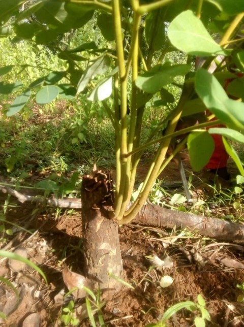Rejet de souche de Detarium microcarpum